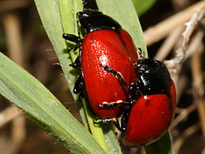 COLEOTTERI NEL FORUM - Chrysomelidae: Gen. Chrysolina